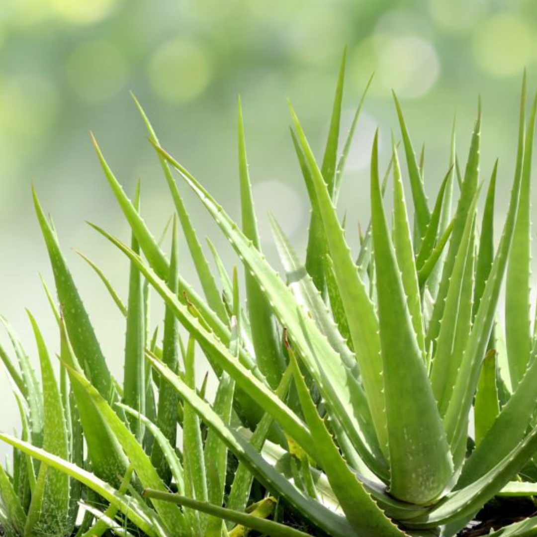 Aloe Vera NEW