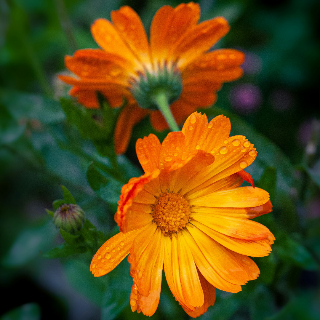 Calendula NEW