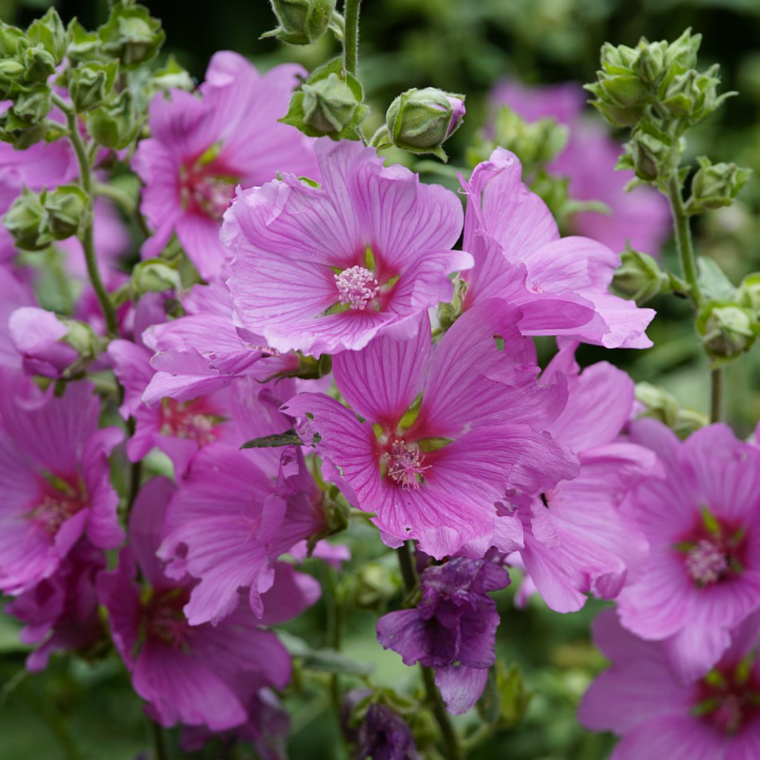 Mauve New